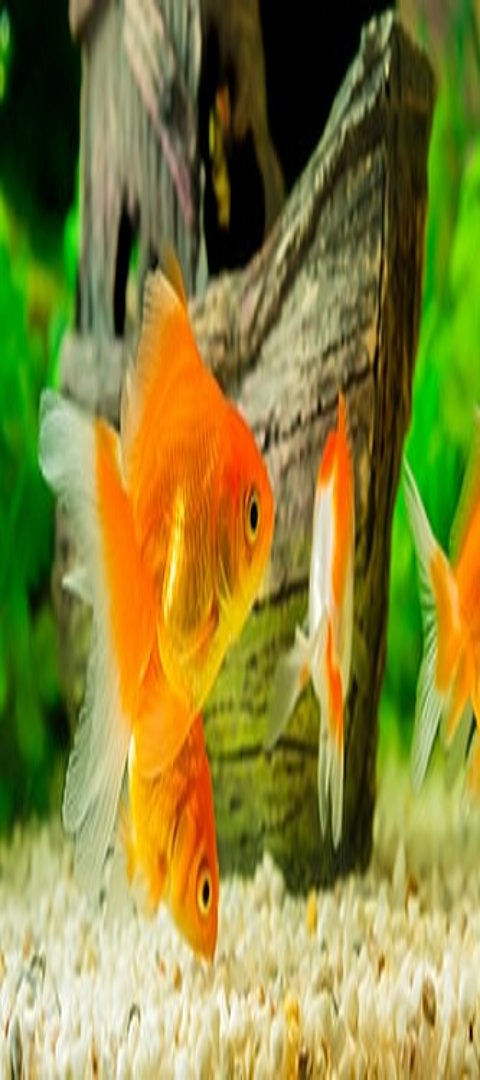 Aquarium im Urlaub Roter Fisch im Wasser