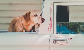 Hund auf Fahrzeug