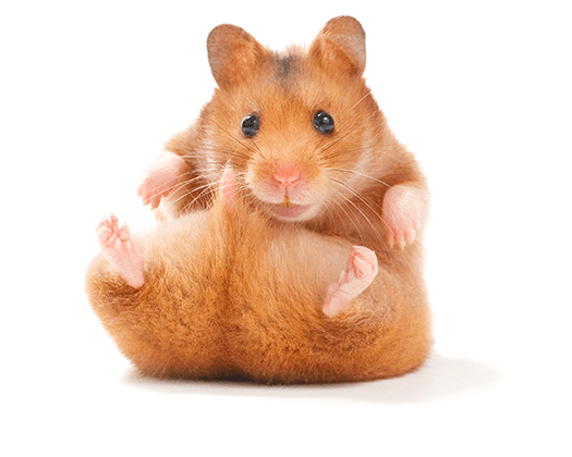 Goldhamster