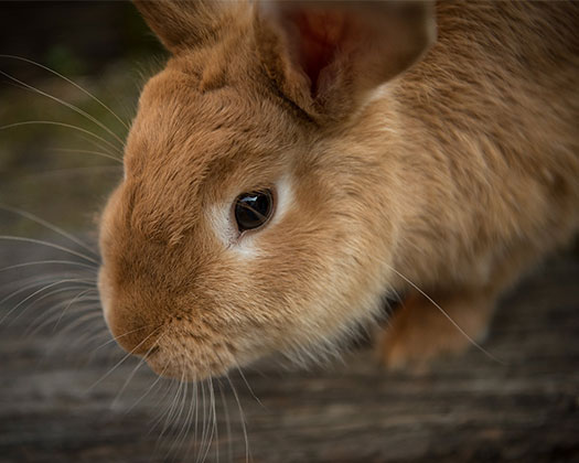 Kaninchen Gesicht